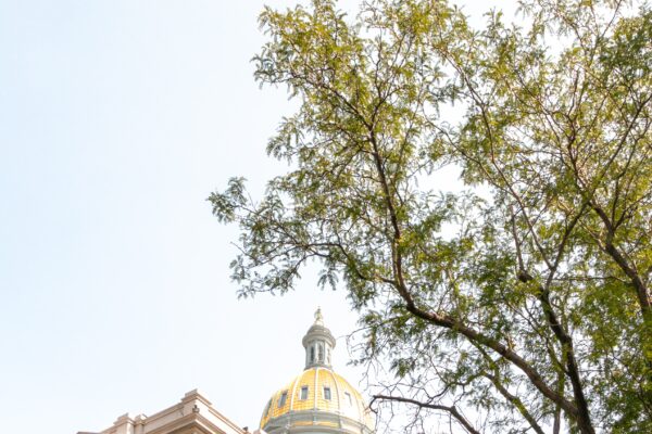 Colorado state capitol building seen through the tops of trees