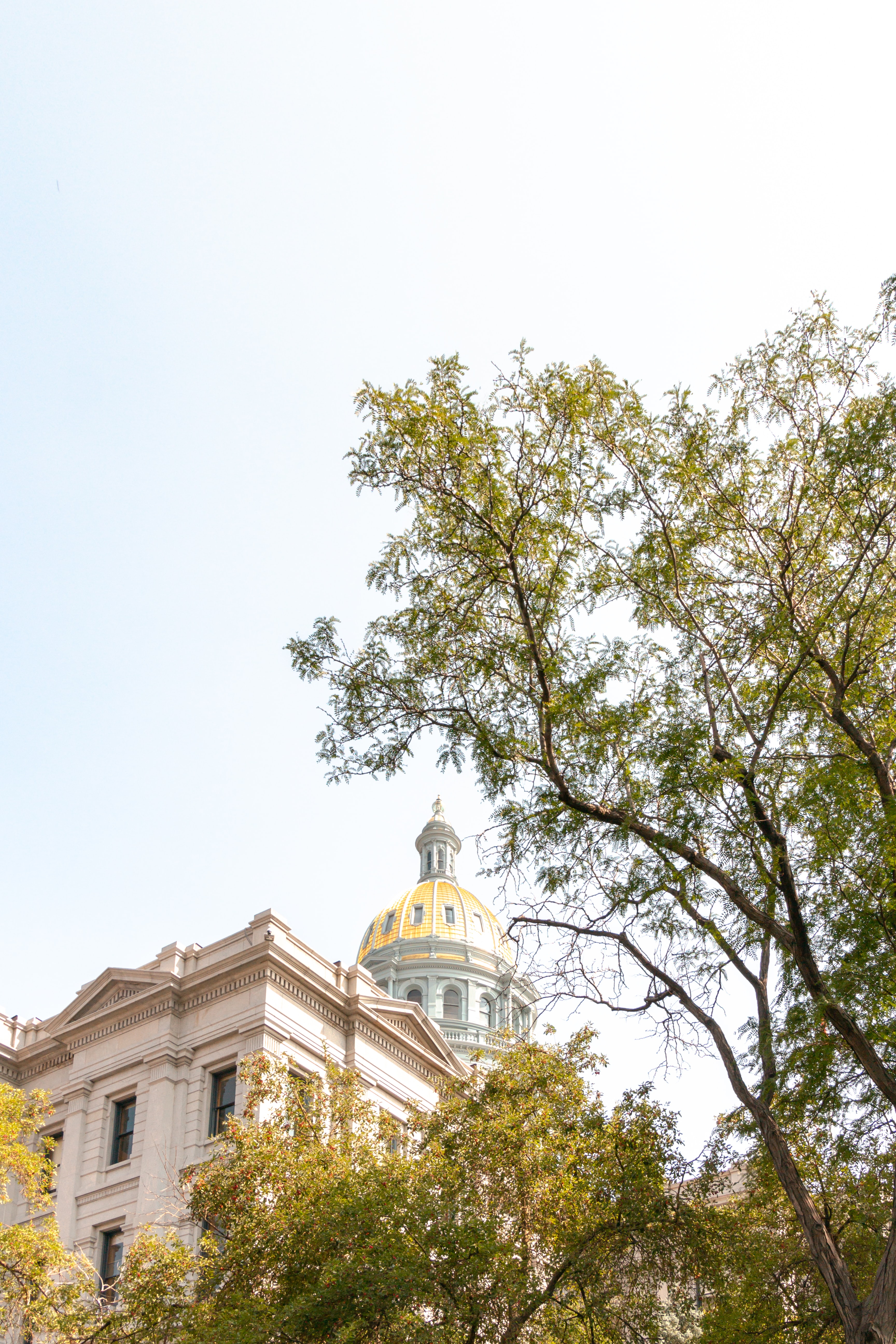 Colorado state capitol building seen through the tops of trees
